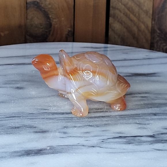 Xarnelian Land Tortoise - Picture 7 of 16